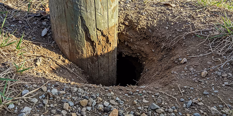 Burrows near pole sites are environmental red flags