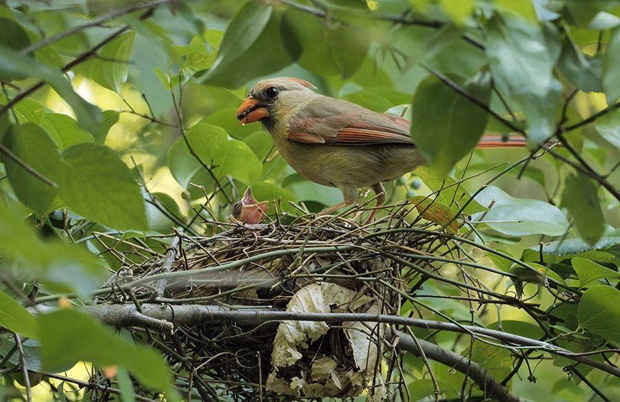 Cardinals are protected wildlife.